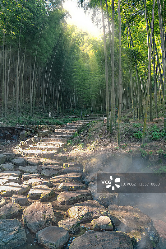 竹海-宜兴竹海图片素材