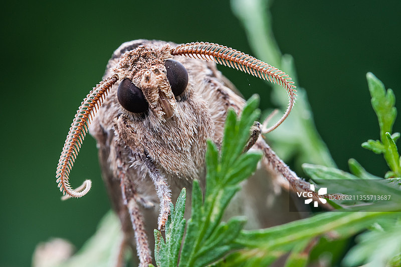 蛾图片素材