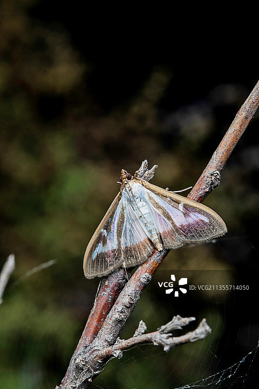 螟蛾图片素材