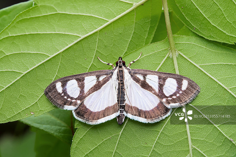 四斑绢野螟图片素材