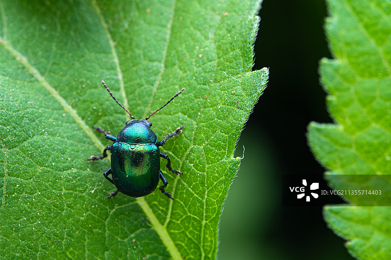 中华萝蘑肖叶甲图片素材