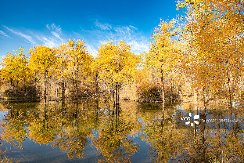 甘肃酒泉金塔胡杨林图片素材