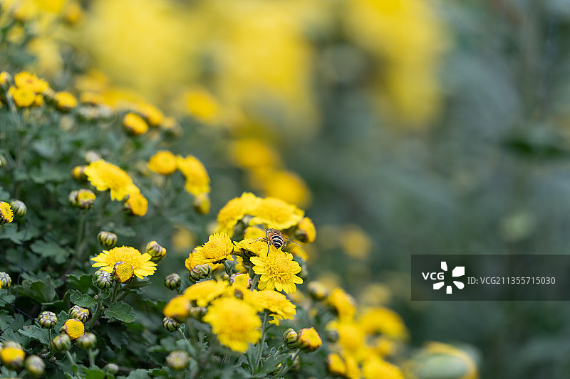 黄色菊花植物群自然户外图片素材