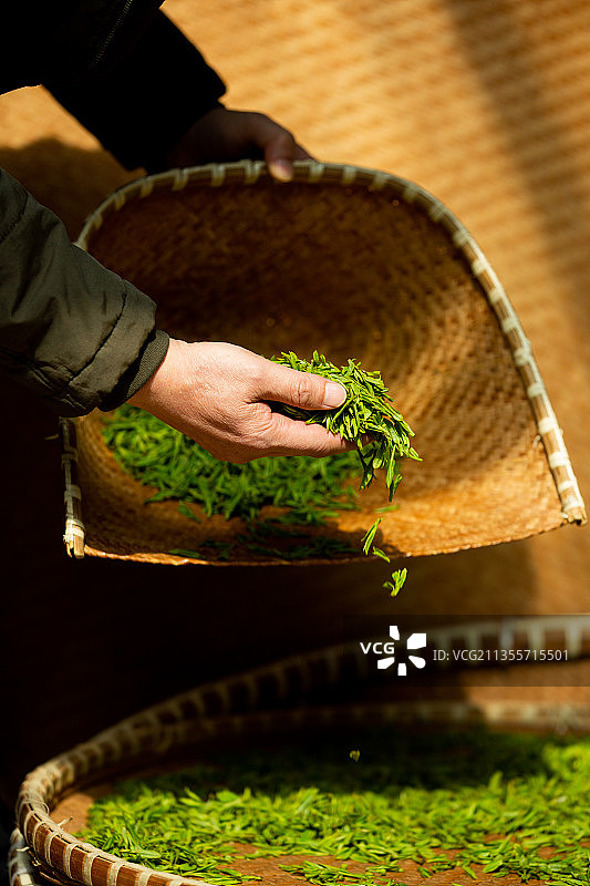 西湖龙井茶炒制，西湖龙井，龙井茶，绿茶图片素材