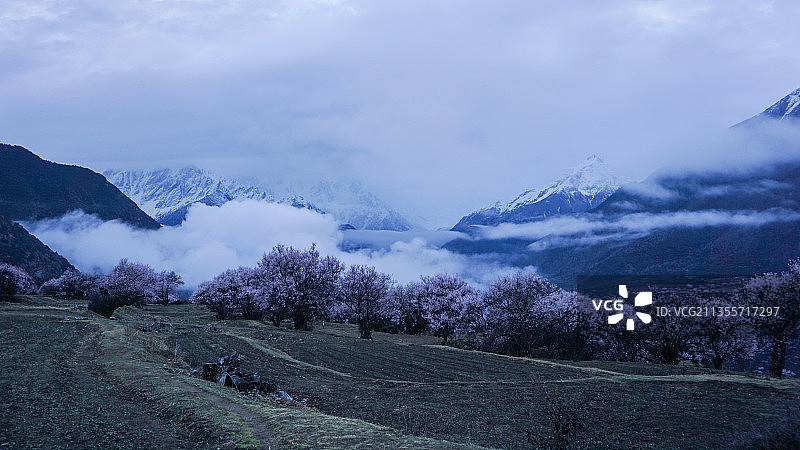 中国西藏林芝桃花南迦巴瓦峰雪山美景图片素材