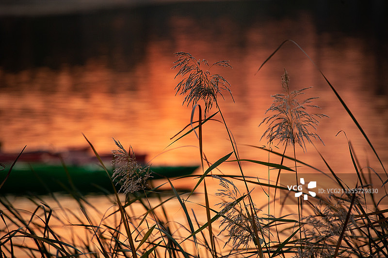 暖阳下的芦苇荡图片素材