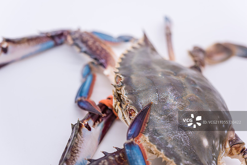 棚拍新鲜的活的梭子蟹飞蟹图片素材