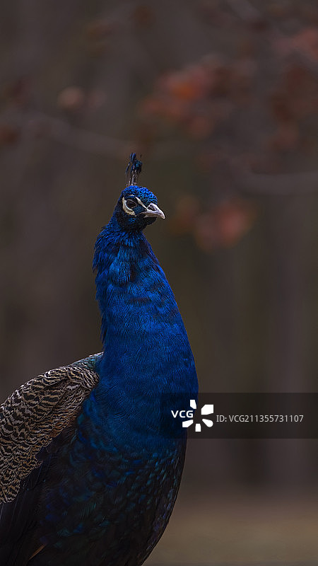 高贵的孔雀图片素材