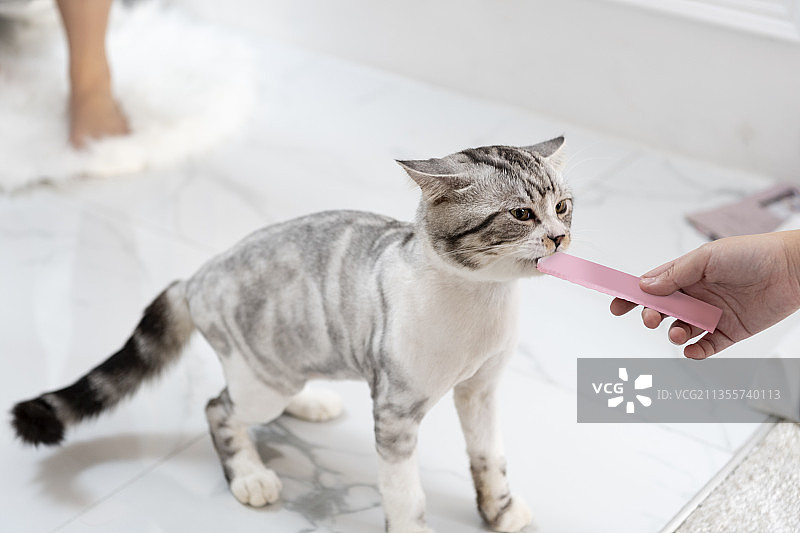 毛茸茸的猫吃着主人手中的粉色零食。图片素材