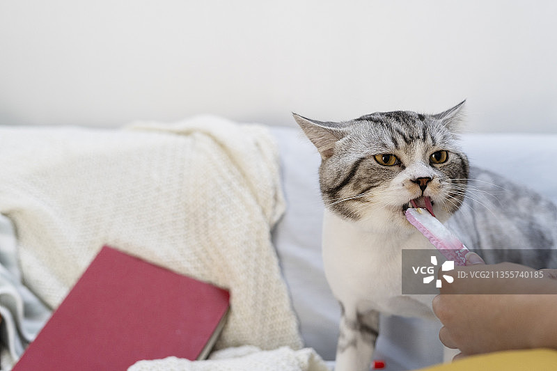毛茸茸的猫在客厅的沙发上吃着舔着粉色的猫零食。图片素材