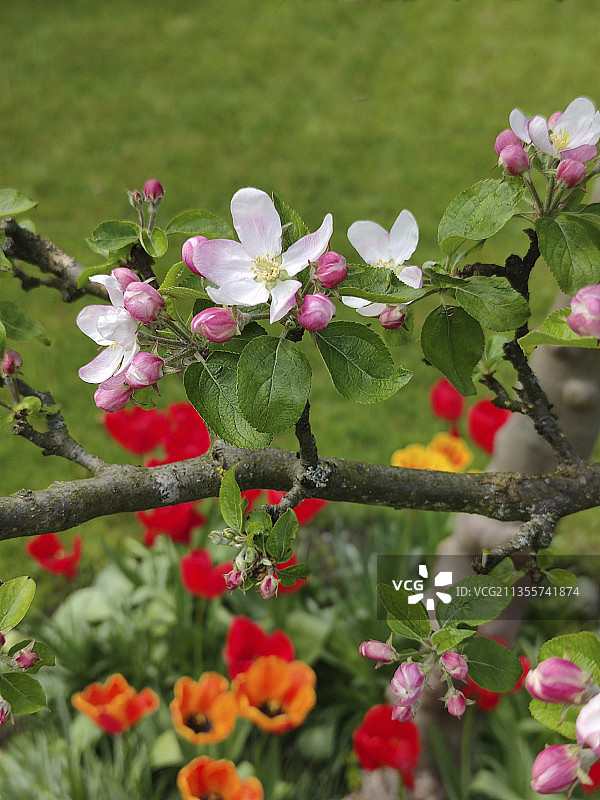 春天苹果花和郁金香图片素材