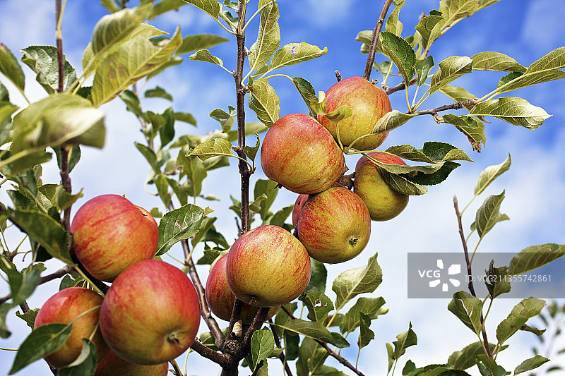 树上悬挂的成熟苹果图片素材