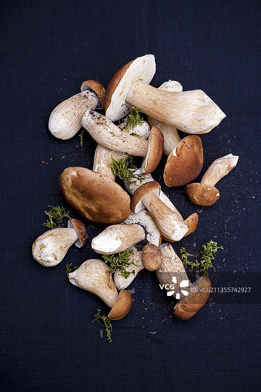 新鲜牛肝菌搭配苔藓图片素材