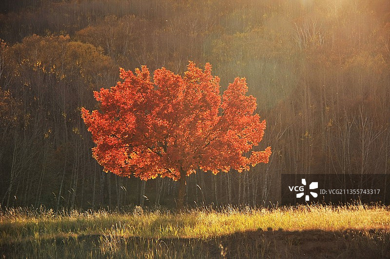 乌兰布统秋色图片素材