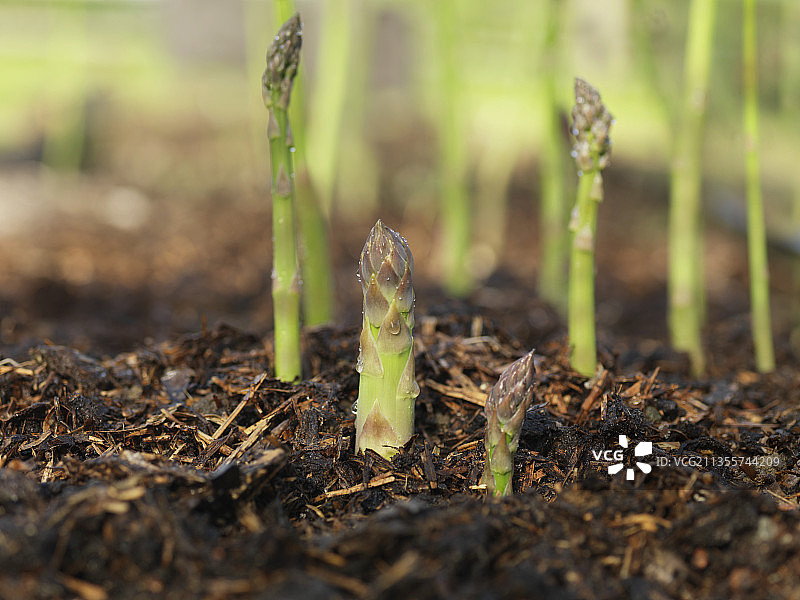 田野里的绿色芦笋图片素材