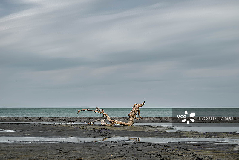 达里诺尔湖边的枯木图片素材