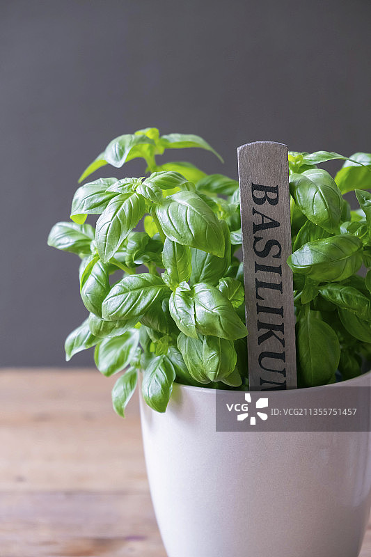 陶瓷花盆中的罗勒图片素材