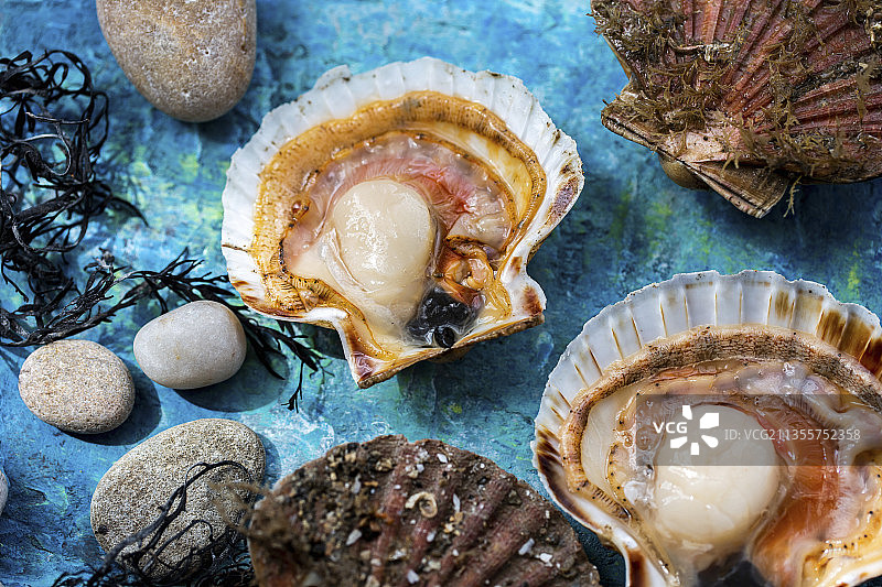 带壳扇贝图片素材