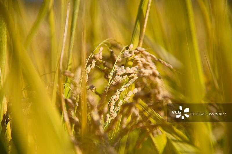 稻谷图片素材