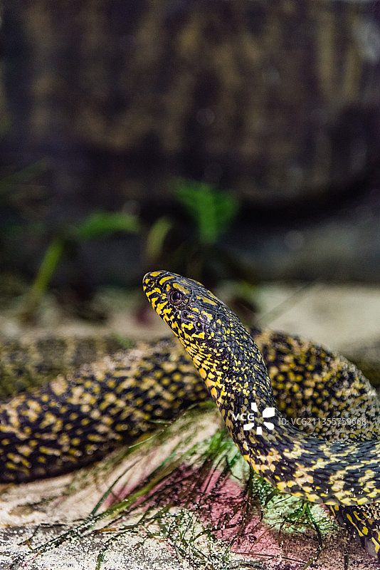 一条动物园里的王锦蛇特写图片素材