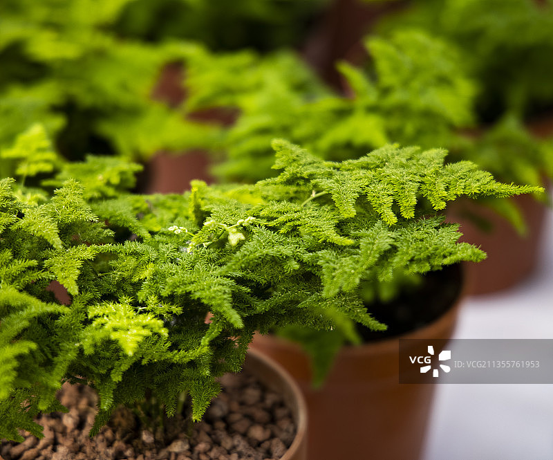 河北省石家庄市花卉若绿图片素材