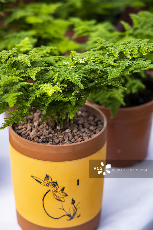 河北省石家庄市花卉若绿图片素材