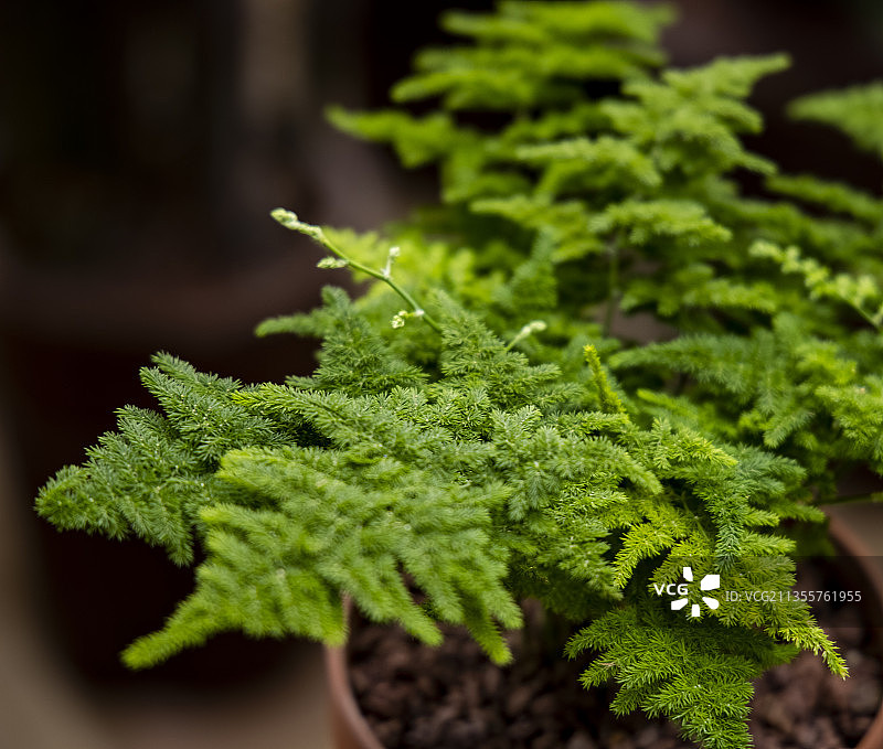 河北省石家庄市花卉若绿图片素材