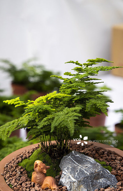 河北省石家庄市花卉若绿图片素材