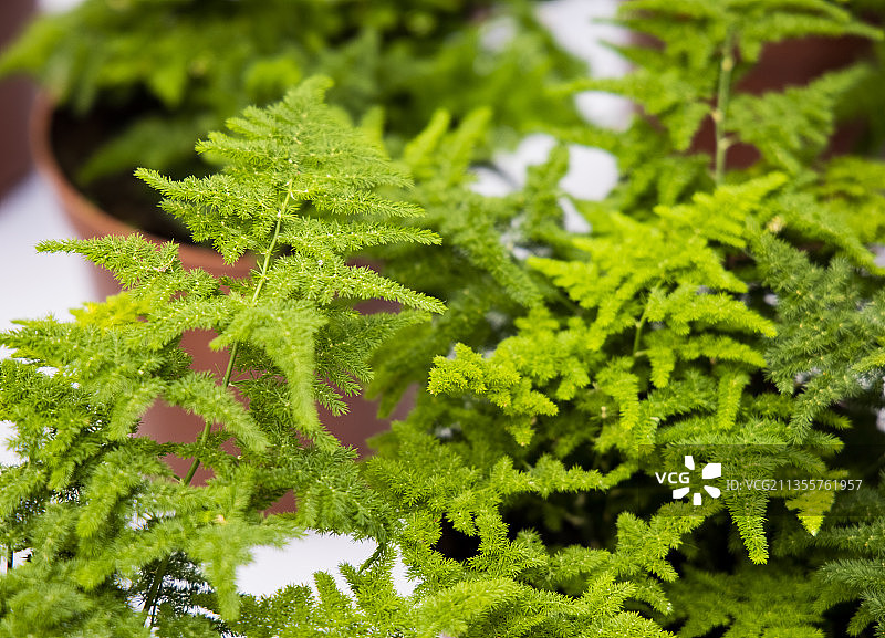 河北省石家庄市花卉若绿图片素材
