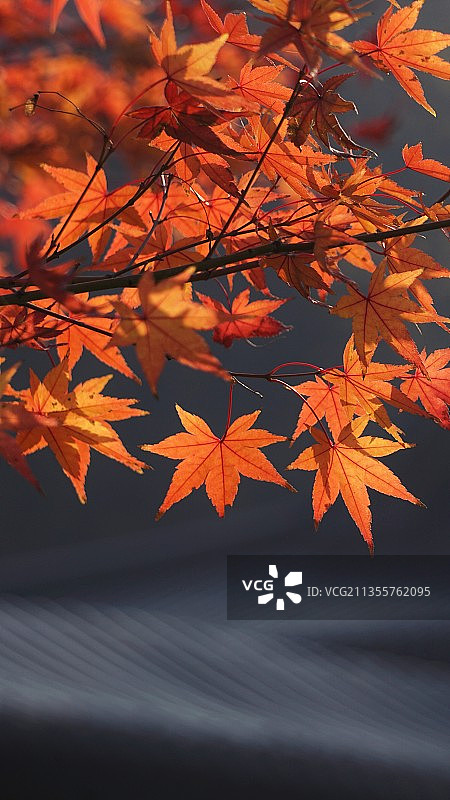 栖霞寺的枫叶图片素材