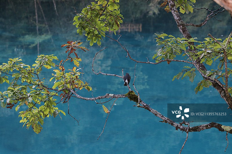 鸟栖息在树上的特写镜头图片素材