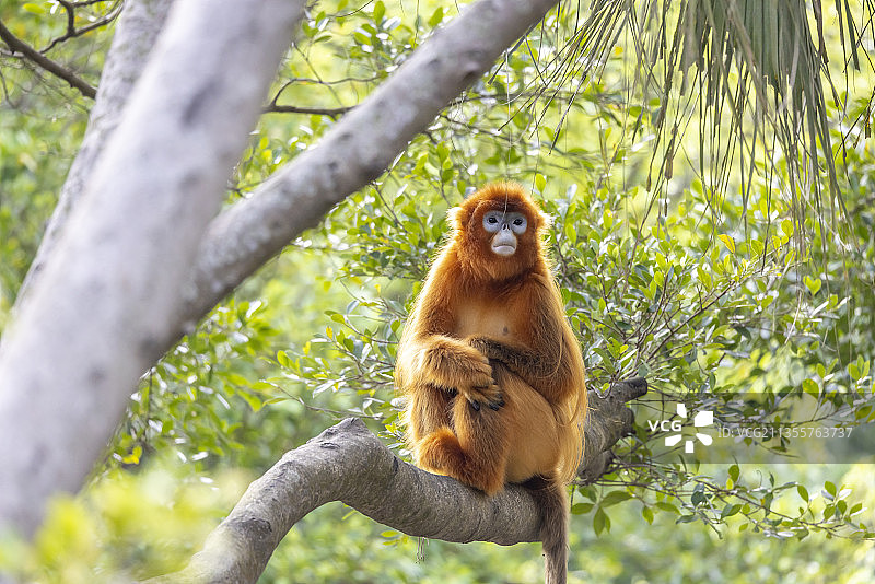 树枝上玩耍的金丝猴图片素材