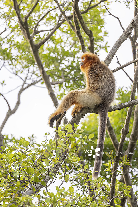 树枝上玩耍的金丝猴图片素材