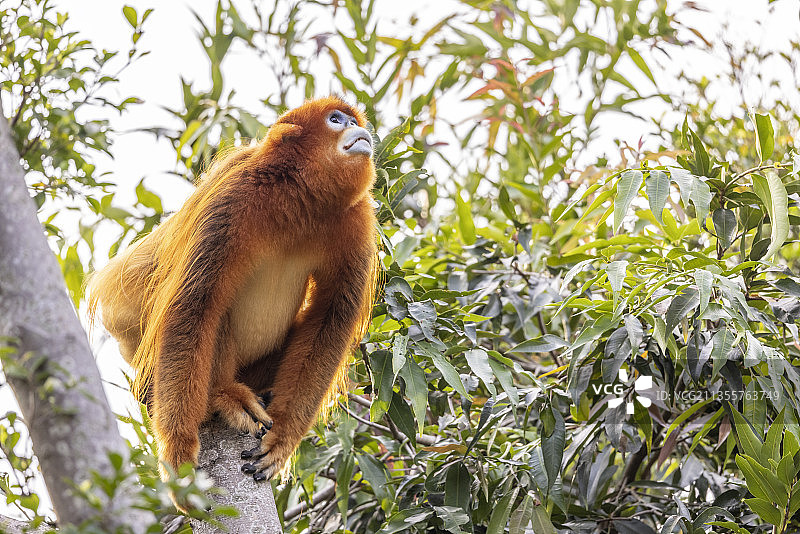 树枝上玩耍的金丝猴图片素材