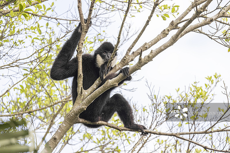 树枝上玩耍的长臂猿图片素材