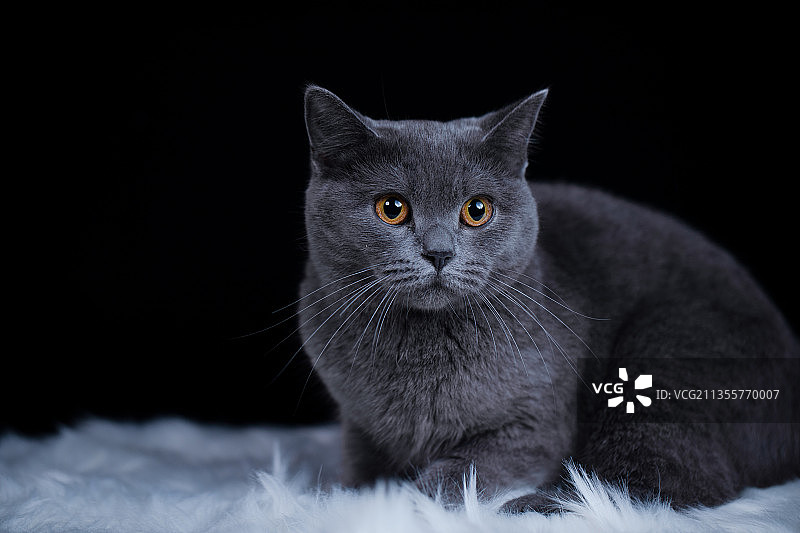 英短蓝猫图片素材