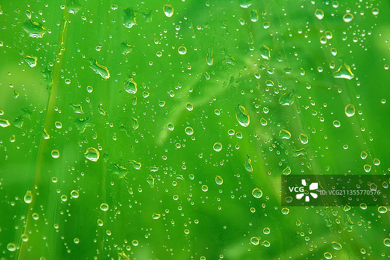 透明雨伞上的水珠图片素材