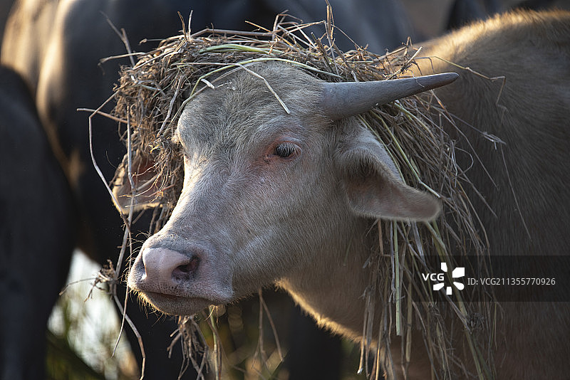 山羊特写图片素材