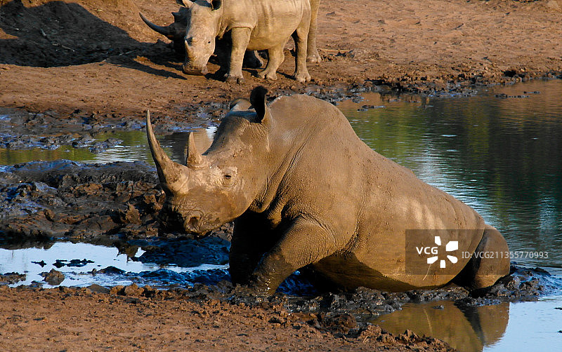 水中大象高角度视图图片素材