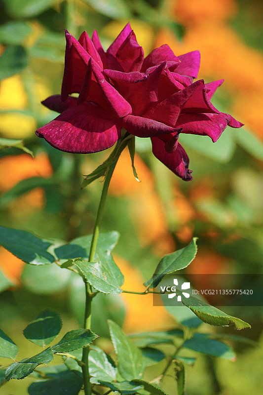 红玫瑰的特写图片素材