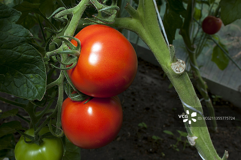 西红柿在植物上生长的特写镜头图片素材