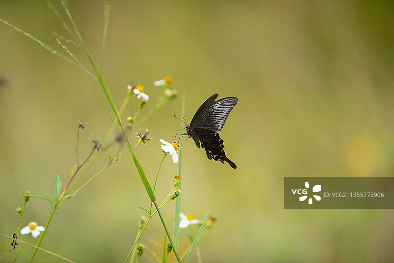 碧凤蝶图片素材