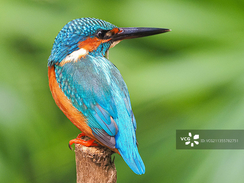 小翠。图片素材