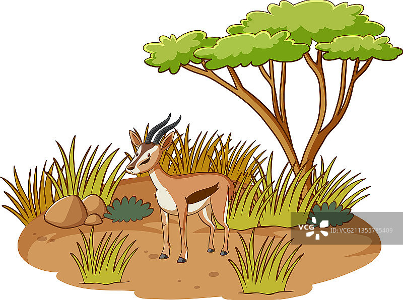 白色背景下的稀树草原森林中的黑斑羚图片素材