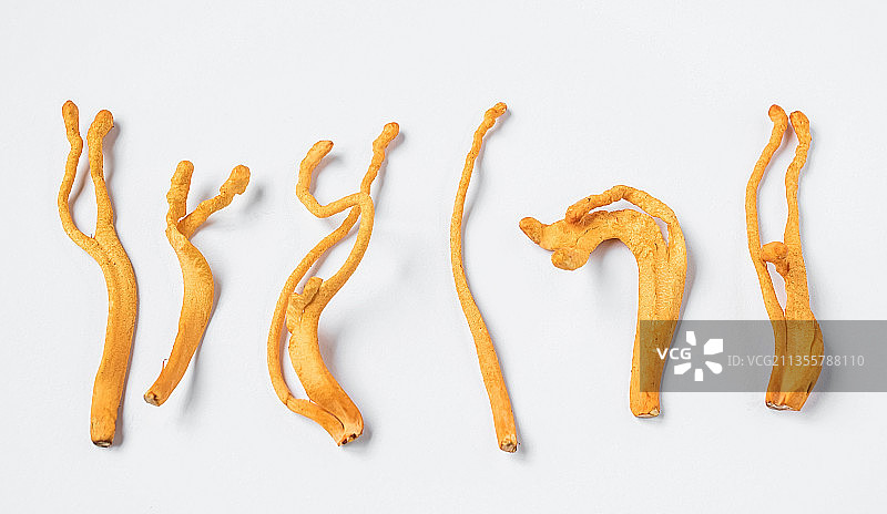 新鲜的虫草花图片素材