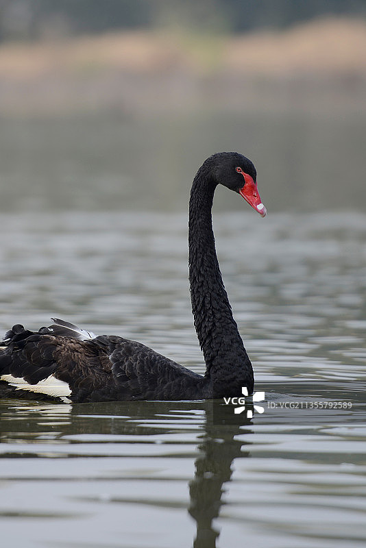 黑天鹅图片素材