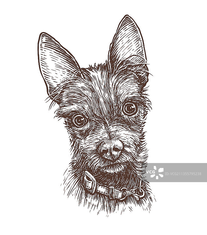 手绘素描小狗肖像图片素材