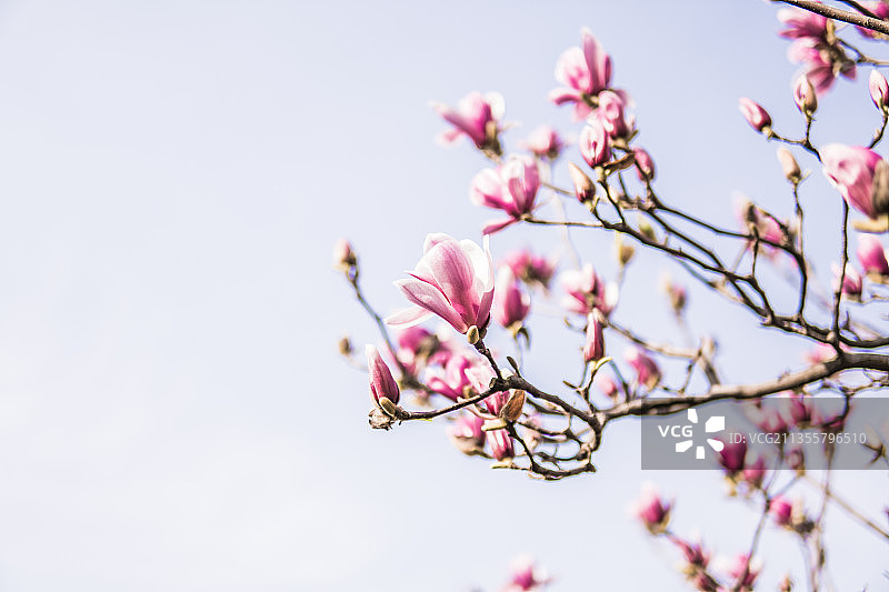 辛夷，紫玉兰，枝头特写图片素材