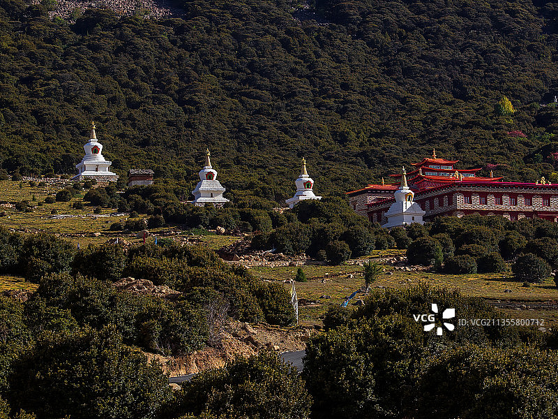 四川甘孜稻城-著杰寺-藏马鸡图片素材