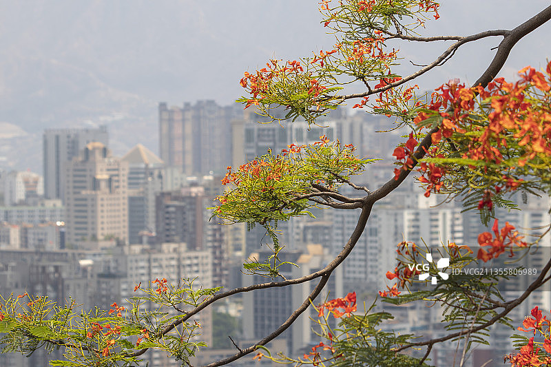 攀枝花东区凤凰花公园图片素材